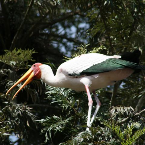 Yellow-billed storks near Akagera National Park