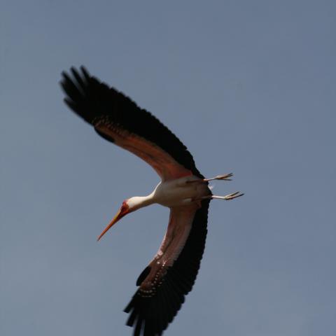 Yellow-billed stork