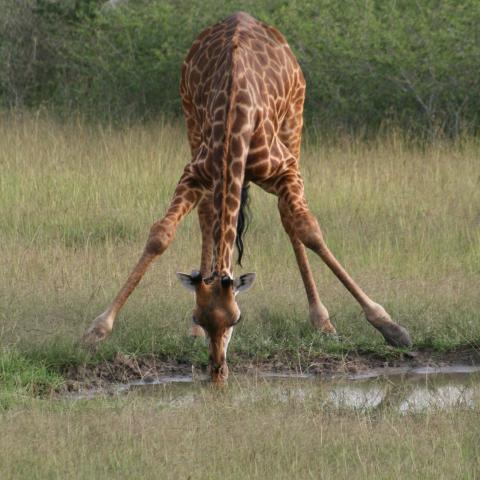 Giraffe takes a drink