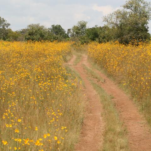 Akagera National Park