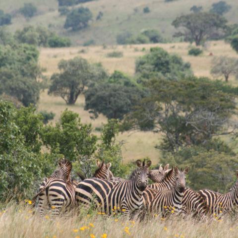 Zebra in Akagera National Park