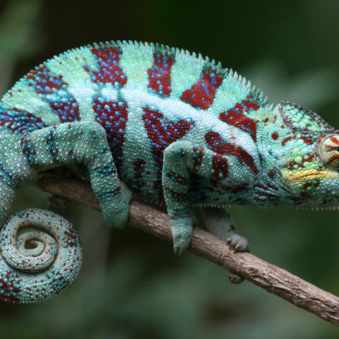 Chameleon