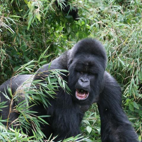 Silverback gorilla 