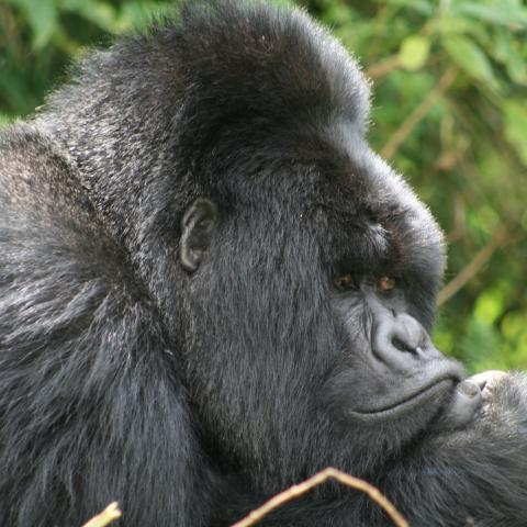 Silverback gorilla 