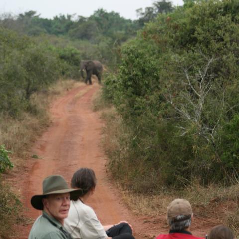 Elephants in Akagera National Park
