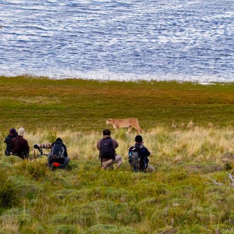 Puma and guests, Torres del Paine