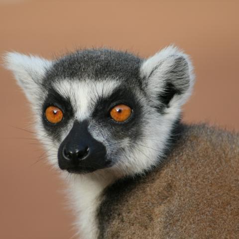 Ring-tailed lemur at Berenty