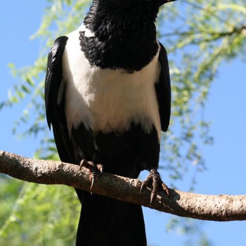 Pied crow in Berenty