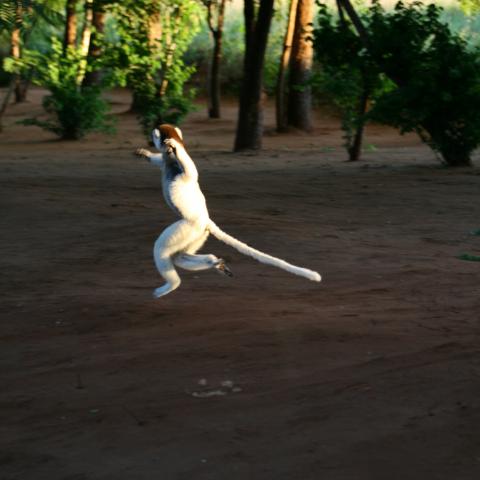 Dancing sifaka in Berenty