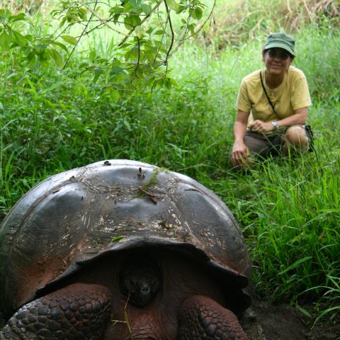 Galapagos Giant Tortoise