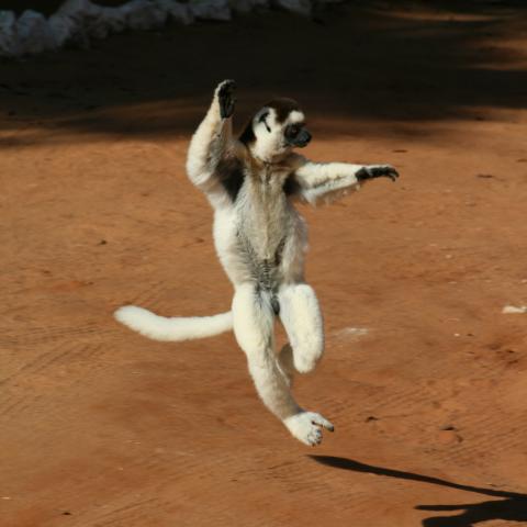 Dancing sifaka in Berenty