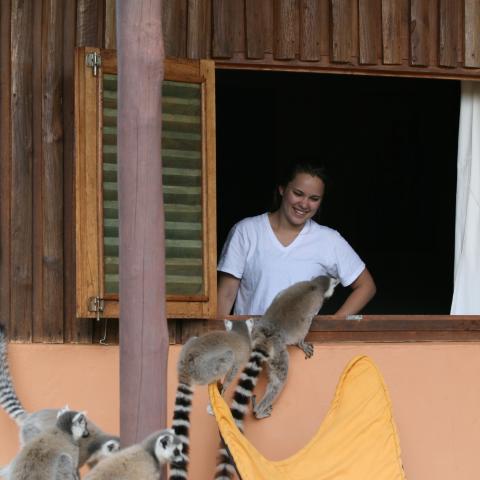 Ring-tailed Lemurs, Berenty