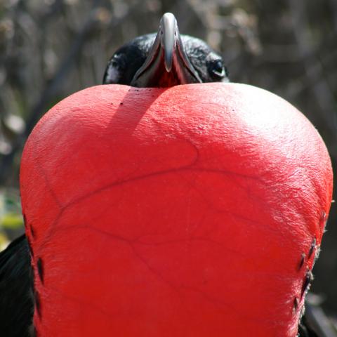 Magnificent Frigatebird, Galapagos