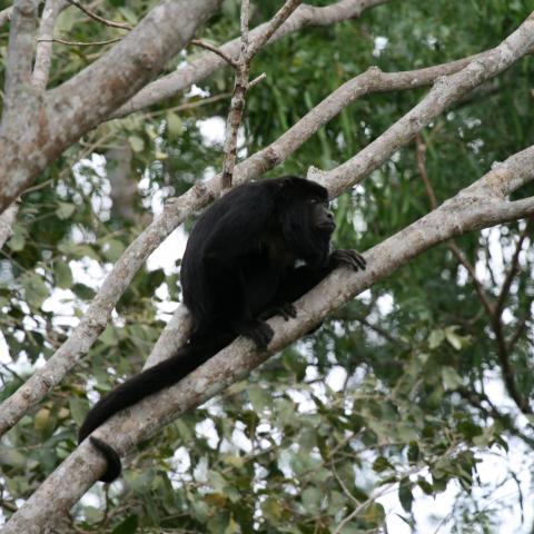 Howler monkey, Cuiaba River
