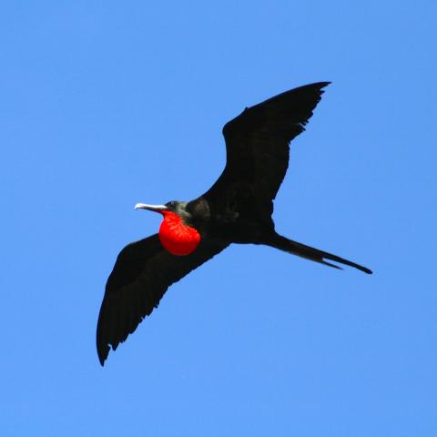 Magnificent Frigatebird, Galapagos