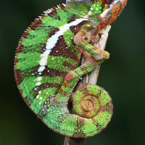 Chameleon