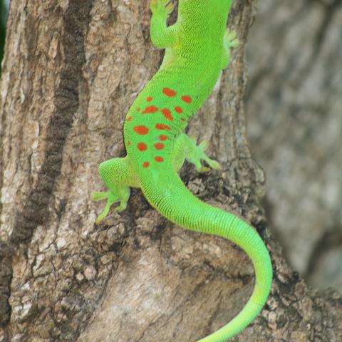 Gecko at Andasibe-Mantadia National Park