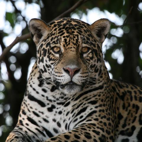 Jaguars on riverbank, Cuiaba River