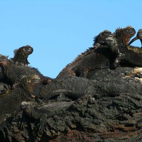 Marine iguanas, Galapagos