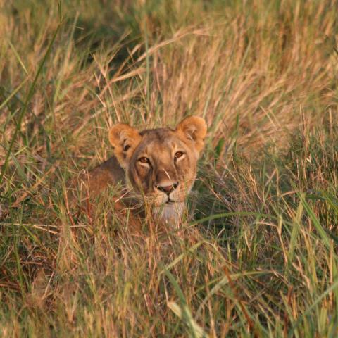 Lioness, Masai Mara