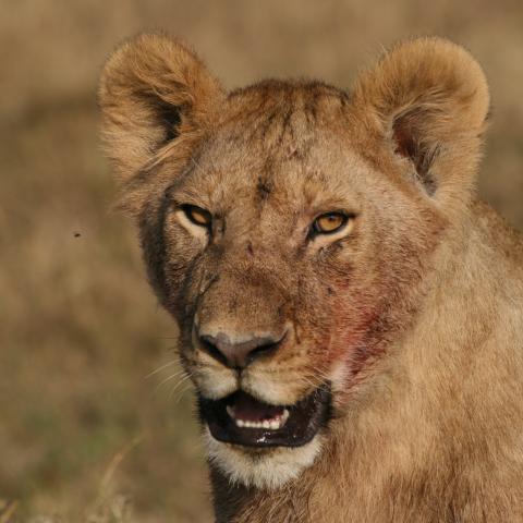 Lioness, Masai Mara