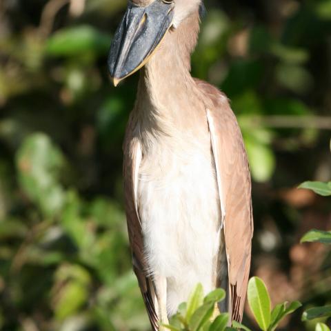 Boat-billed heron, Cuiaba River
