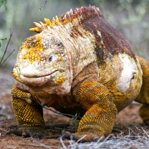 Land Iguana, Galapagos