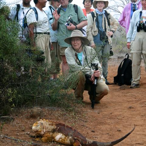 Land Iguana, Galapagos