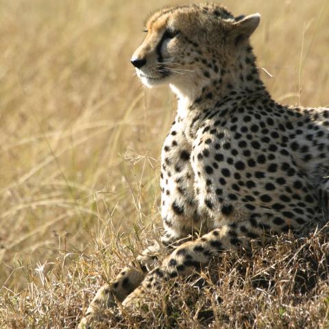 Cheetah, Masai Mara