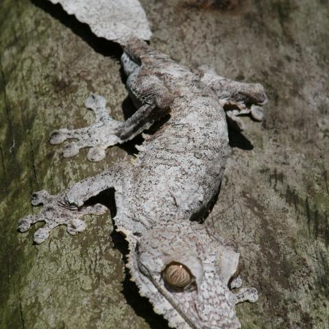 Leaf-tailed gecko