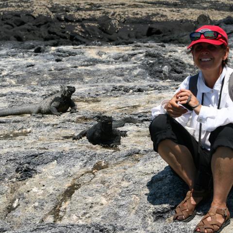 Marine iguanas, Galapagos