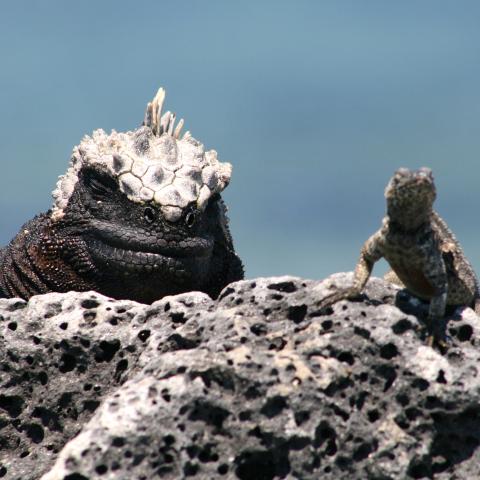 Marine Iguana and Land Iguana, Galapagos