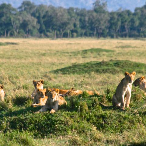 Lions in Masai Mara