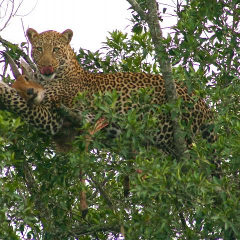 Leopard with kill in tree, Masai Mara