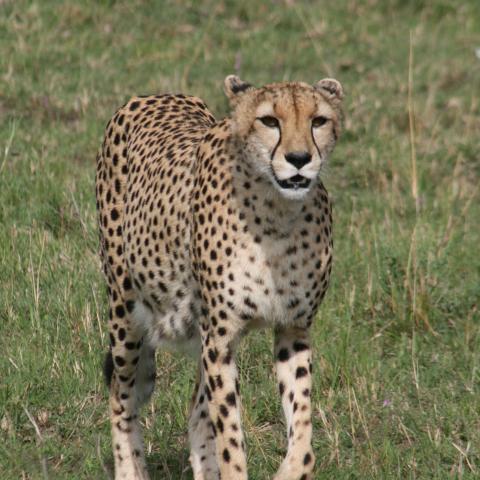 Cheetah in Masai Mara