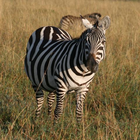 Zebra in Masai Mara