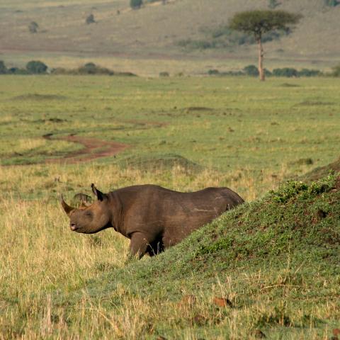 Black rhino in Masai Mara