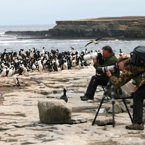 King Cormorant Colony, Falklands