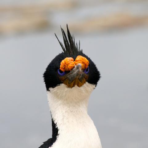 King cormorant, Falkland Islands