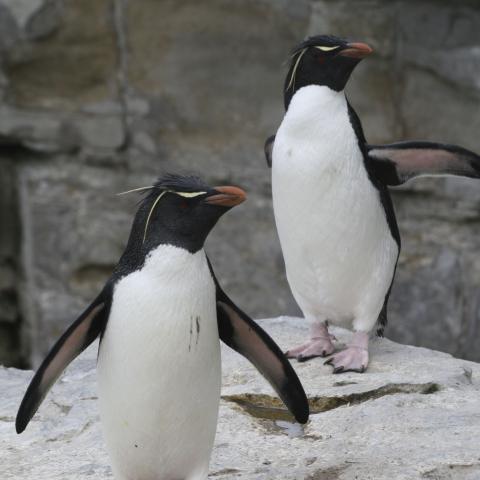Rockhopper penguin, Falkland Islands
