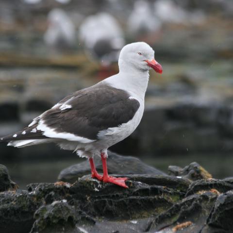 Dolphin gull, Falkland Islands