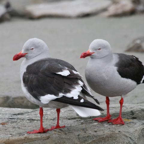 Dolphin gulls, Falkland Islands