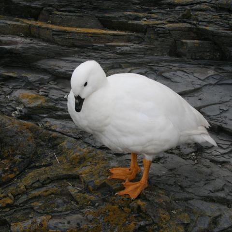 Kelp goose, Falkland Islands