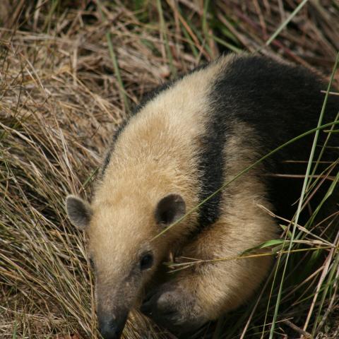 Tamandua, Baia das Pedras