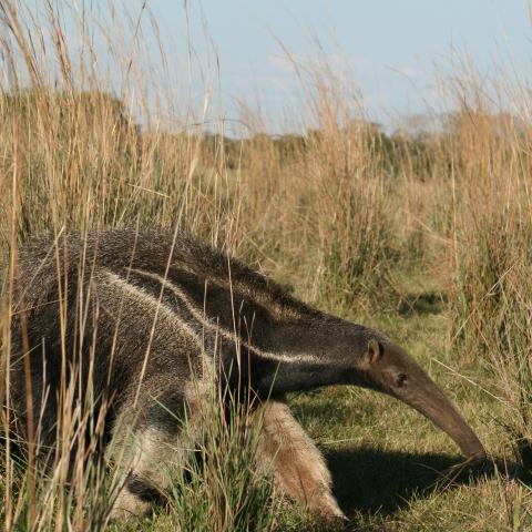 Giant anteater, Baia das Pedras
