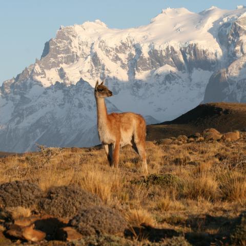 Guanaco, Torres del Paine