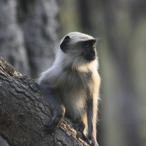 Common langur at Bandhavgarh National Park