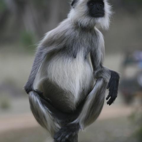 Langur