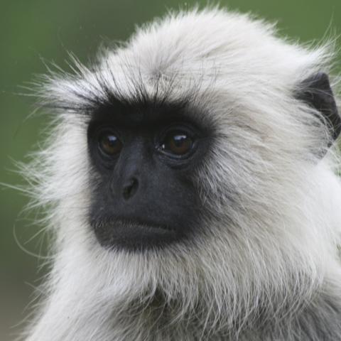 Common langur