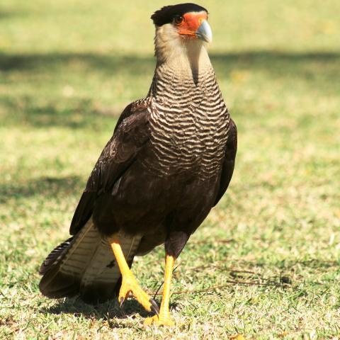 Caracara, Baia das Pedras